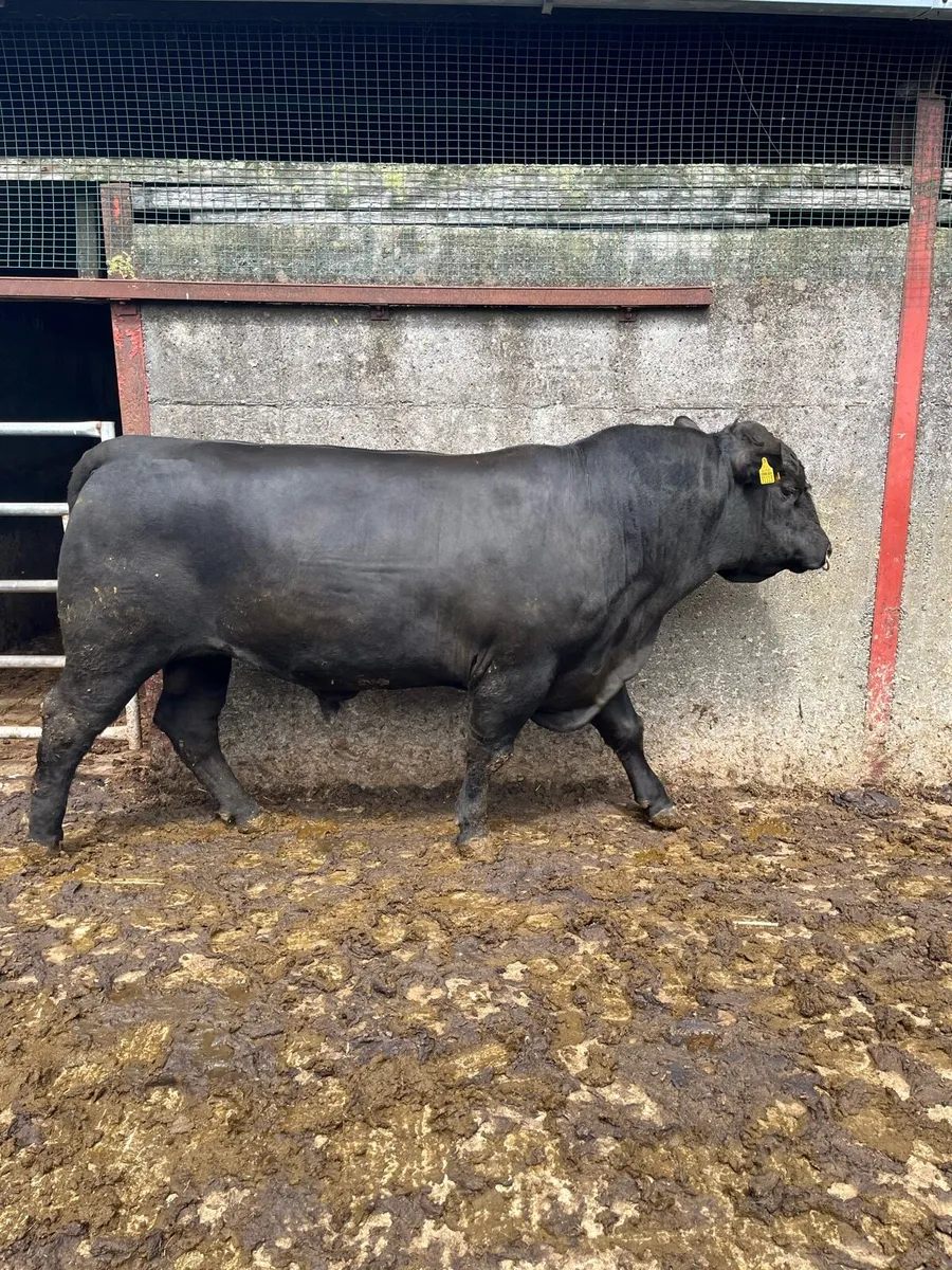 ANGUS BULL - Image 1