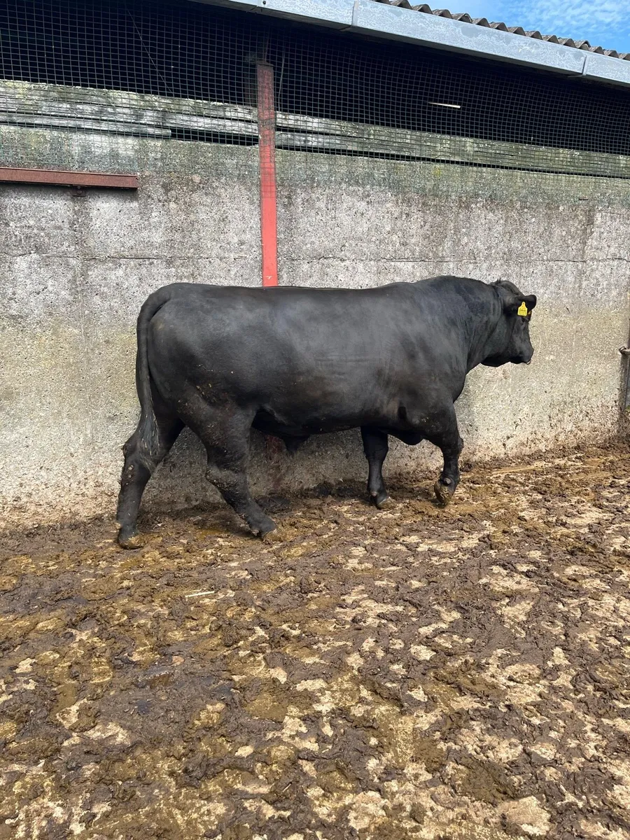 ANGUS BULL - Image 2