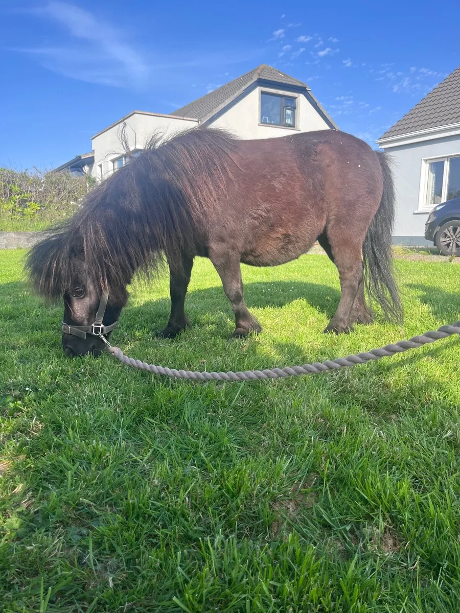 Pony - Image 1