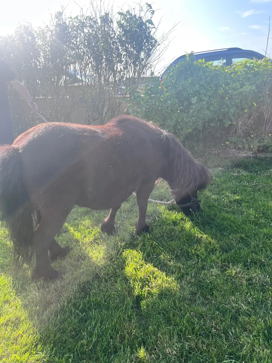Pony - Image 2