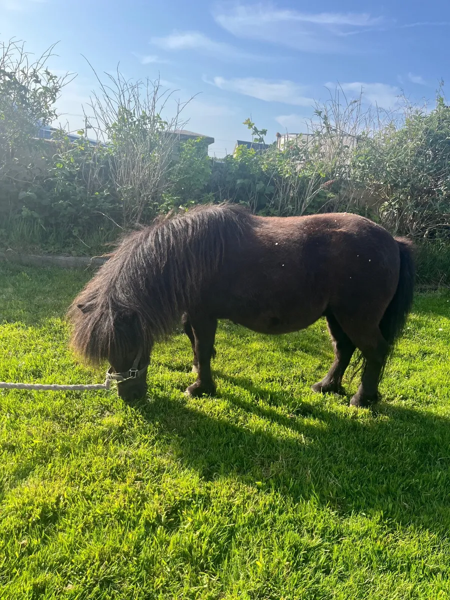 Pony - Image 4