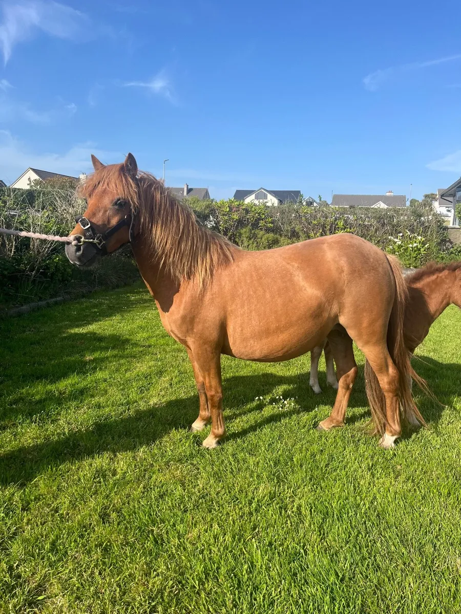 Pony - Image 1