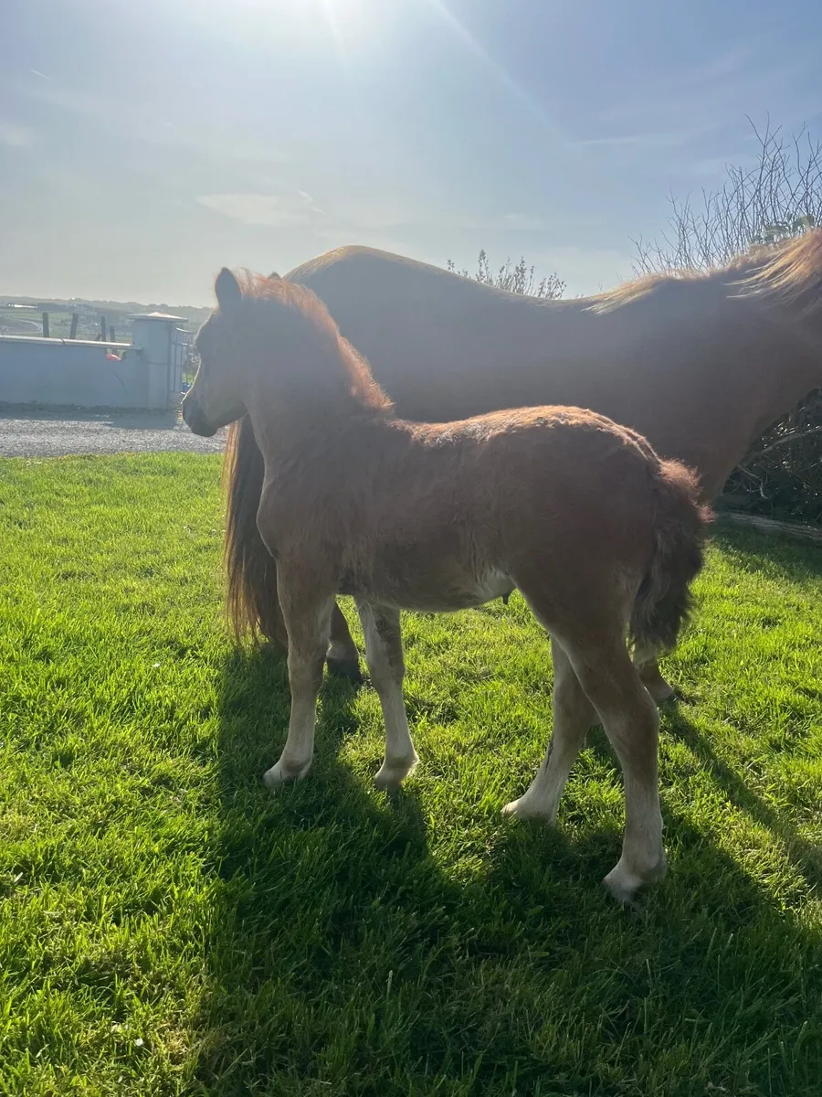 Pony - Image 2