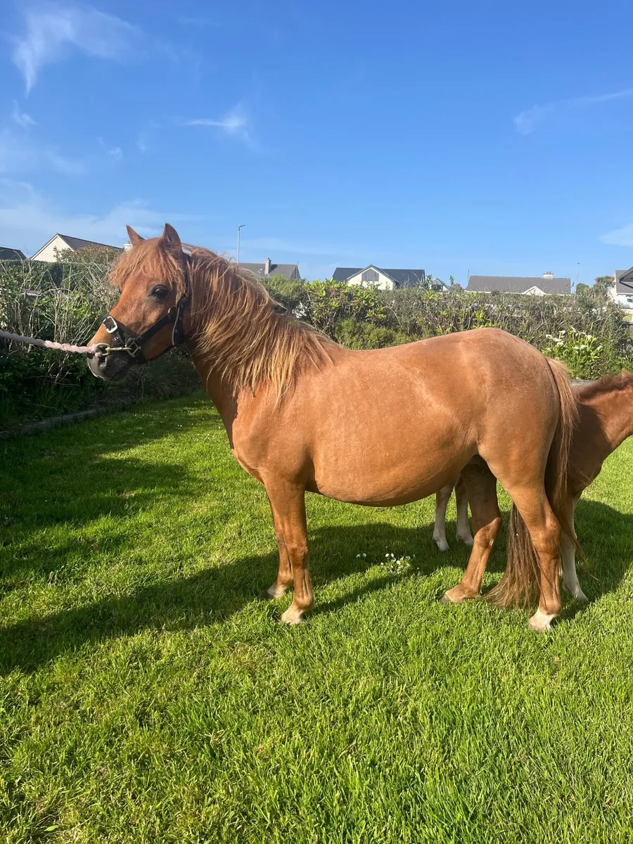 Pony - Image 4
