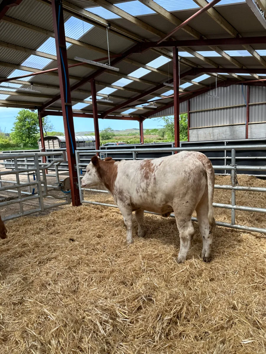 Cow makers - Image 4
