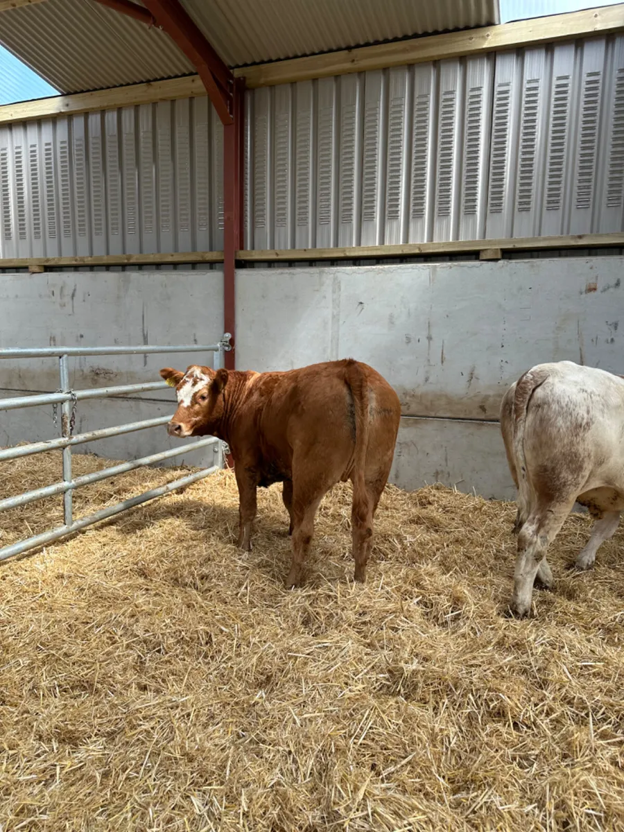 Cow makers - Image 2