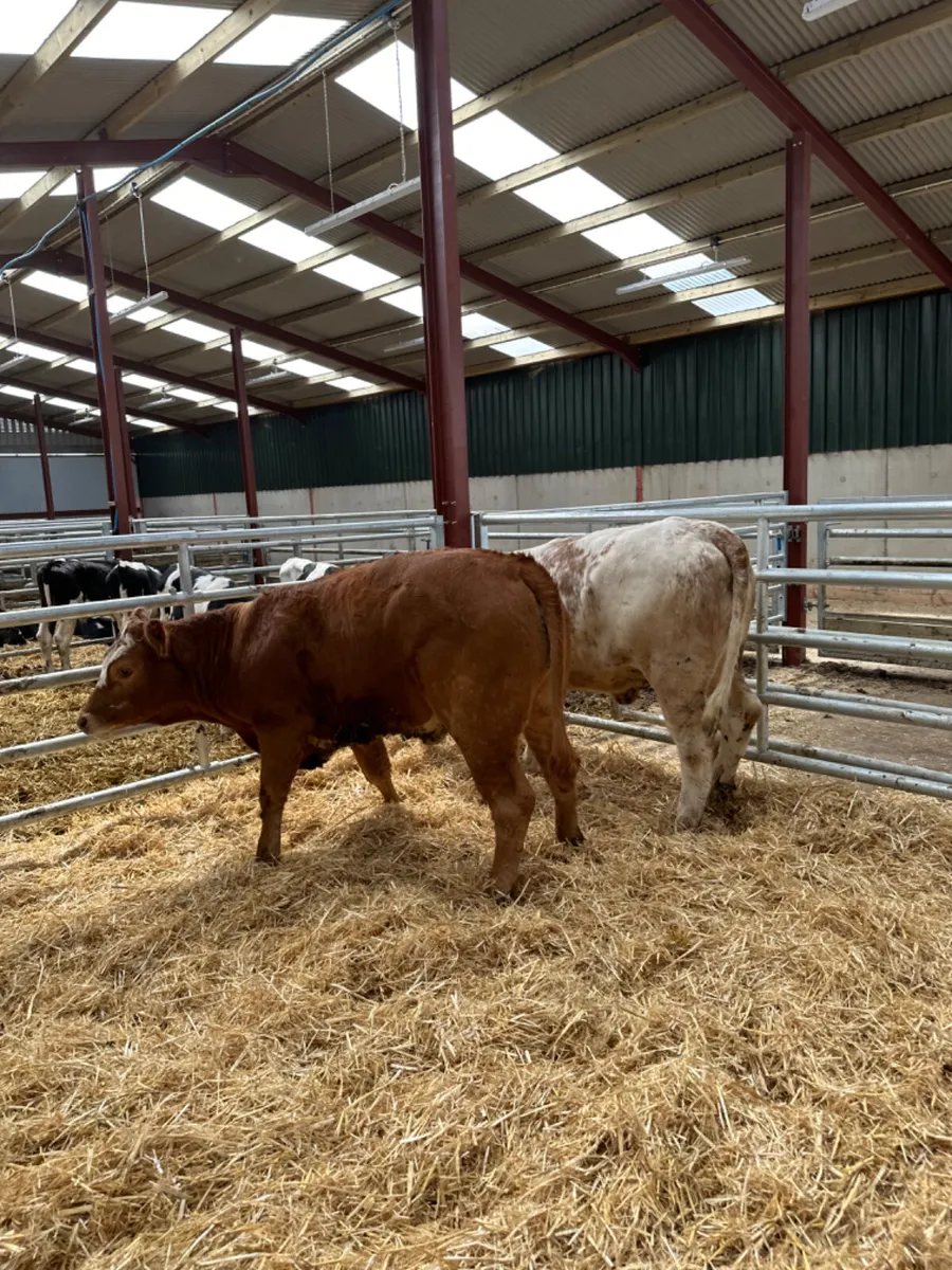 Cow makers - Image 3