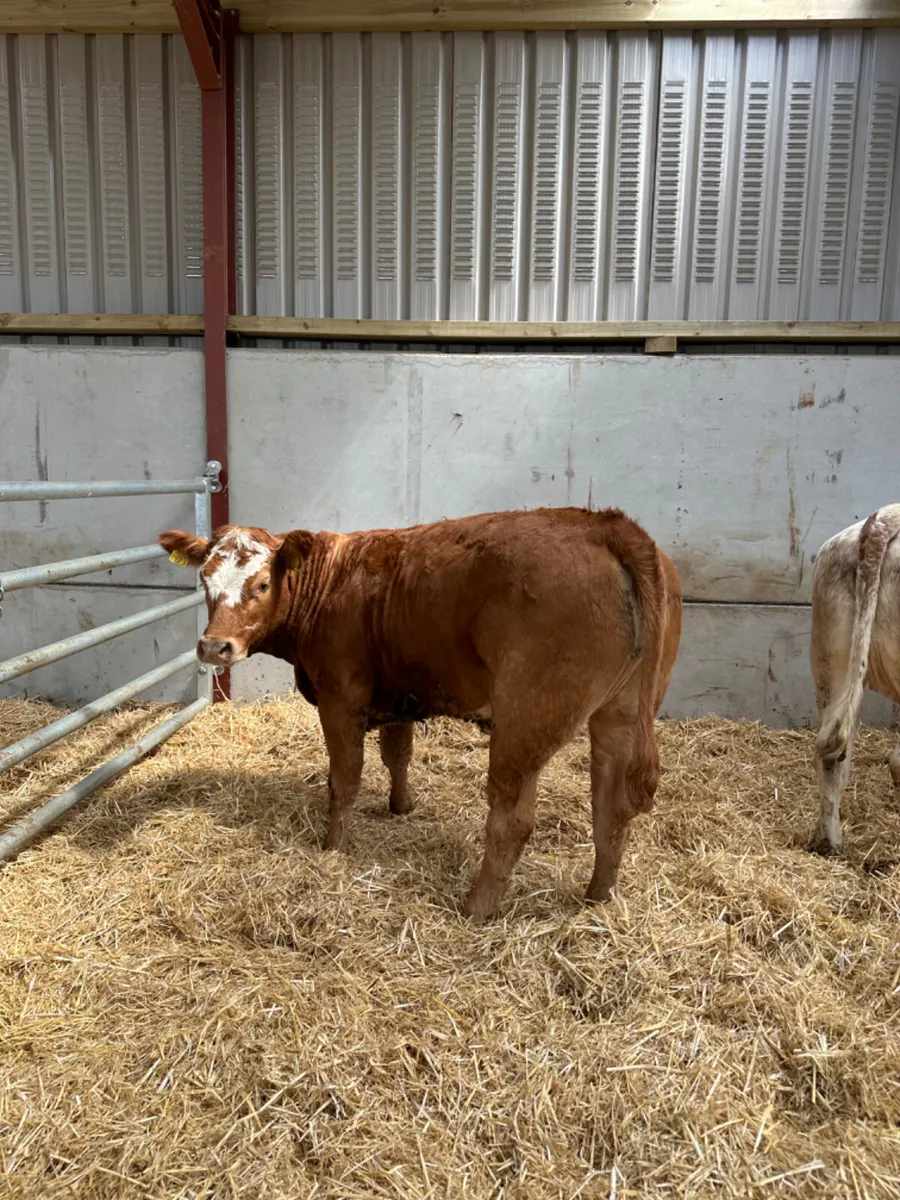 Cow makers - Image 1