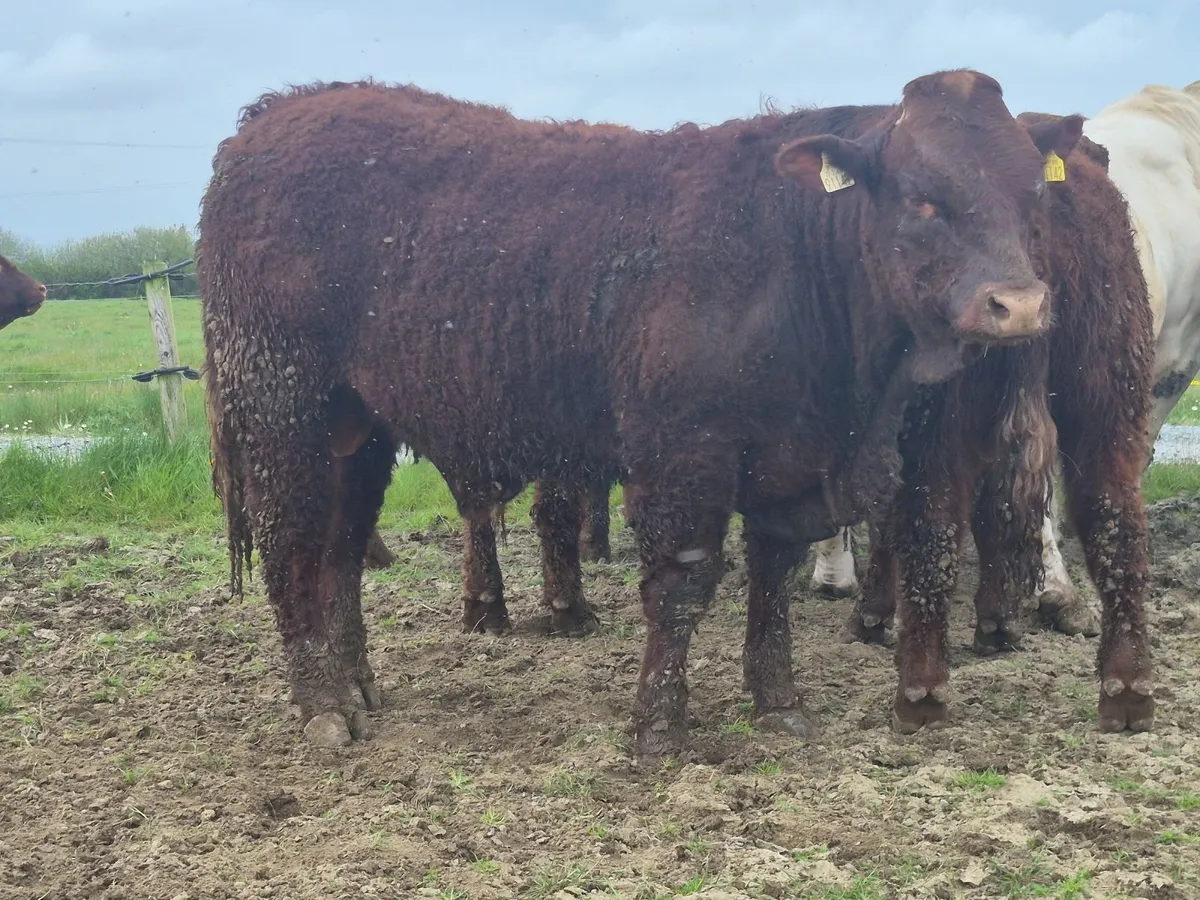 PBR Saler Bulls - Image 4