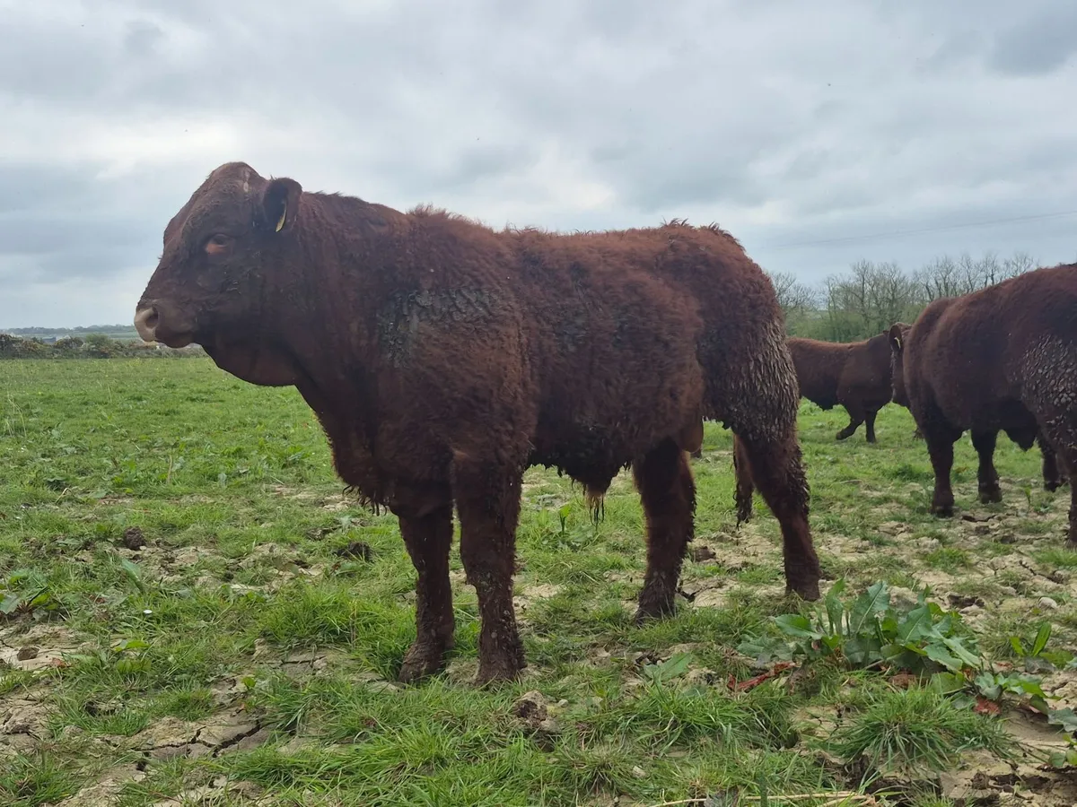 PBR Saler Bulls - Image 3