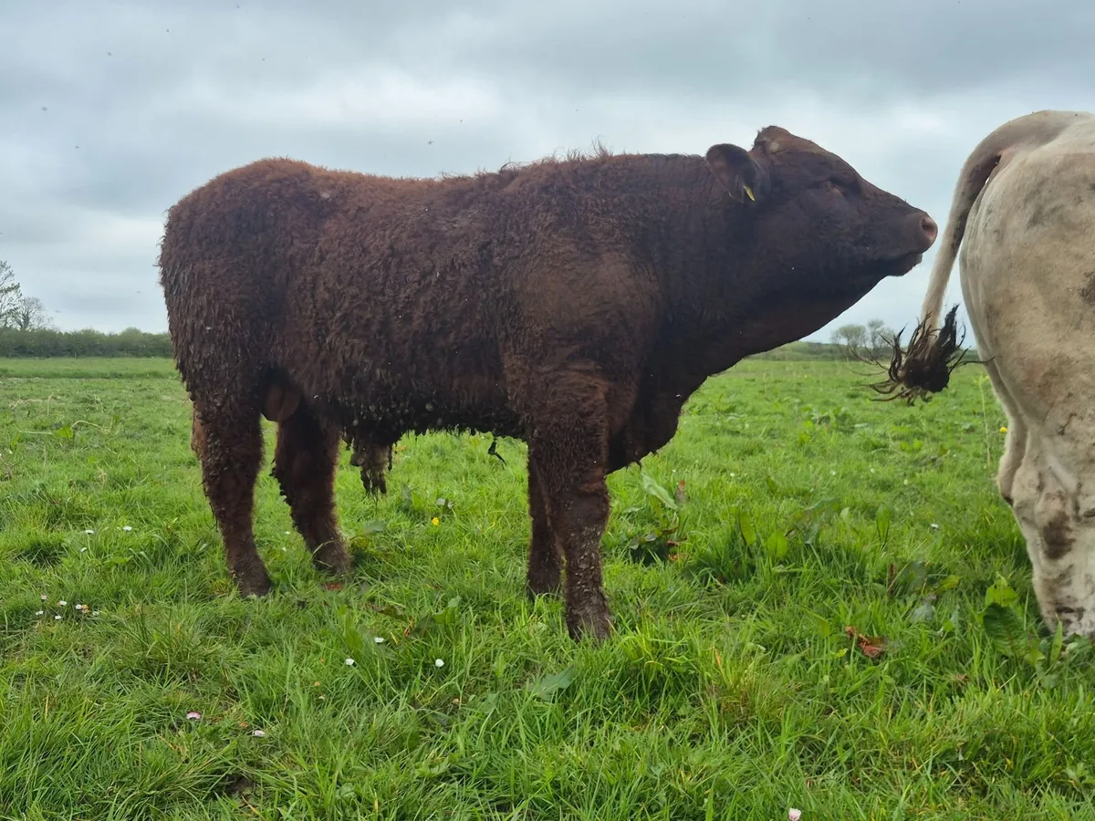 PBR Saler Bulls - Image 2