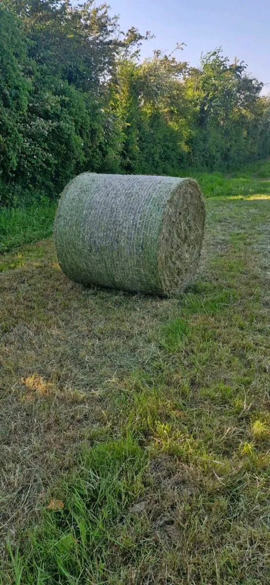 Hay - Image 1