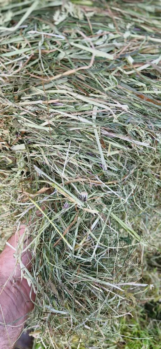 Hay - Image 2