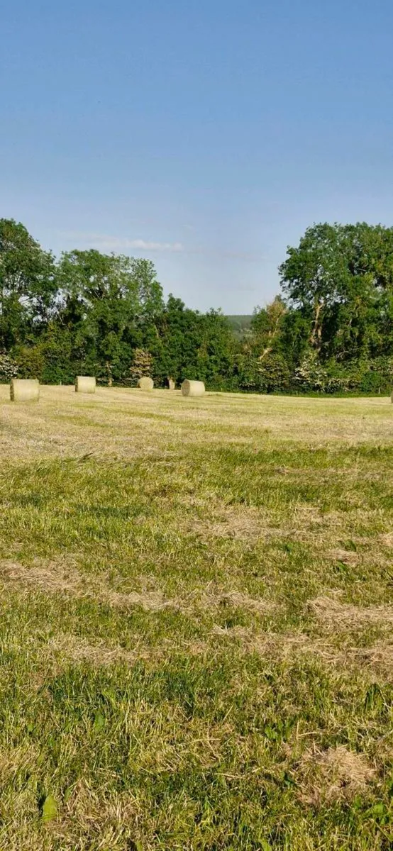 Hay - Image 3