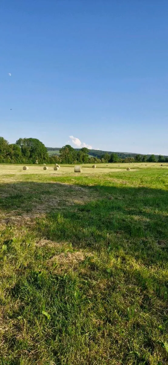 Hay - Image 4