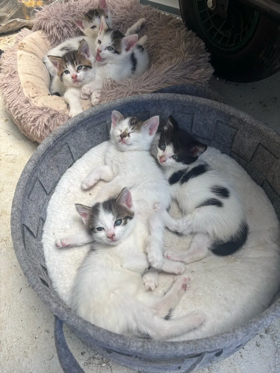 Kittens - Image 1