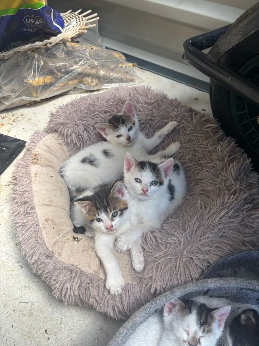 Kittens - Image 2