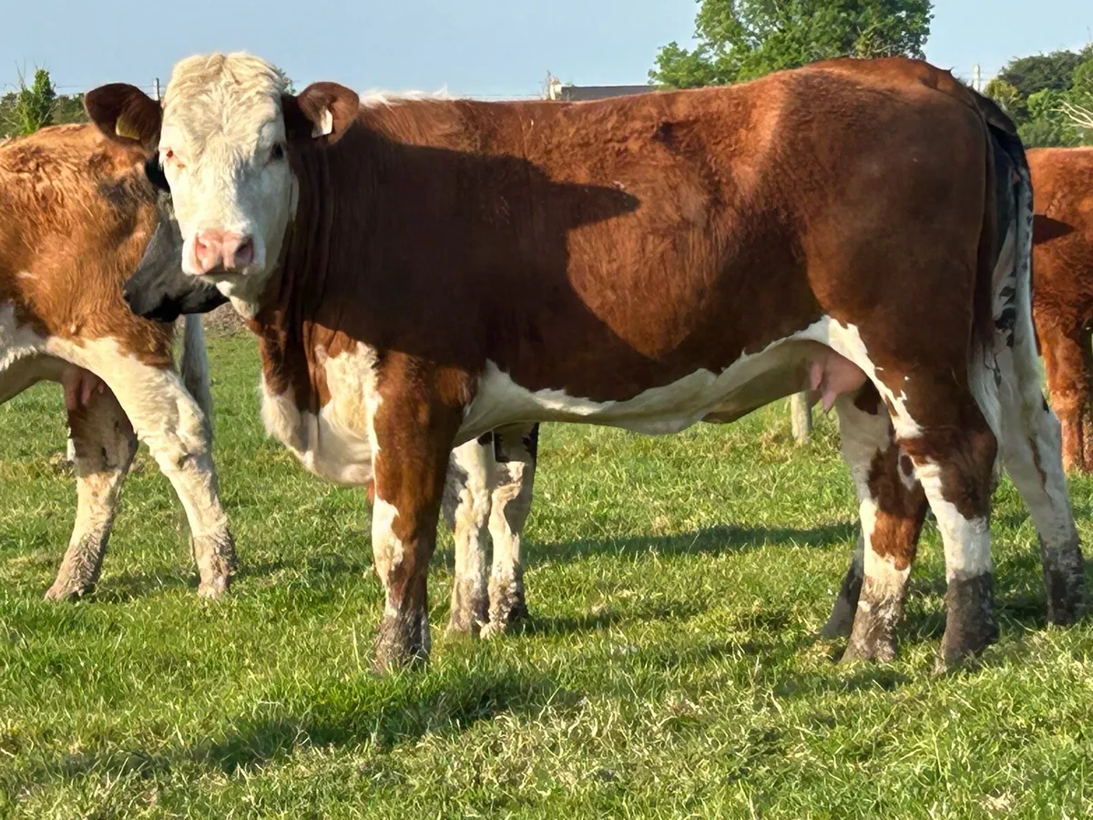 2 smashing incalf heifers - Image 3