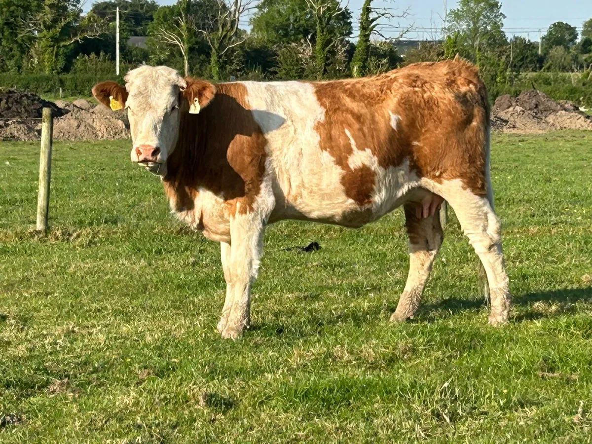 2 smashing incalf heifers - Image 4