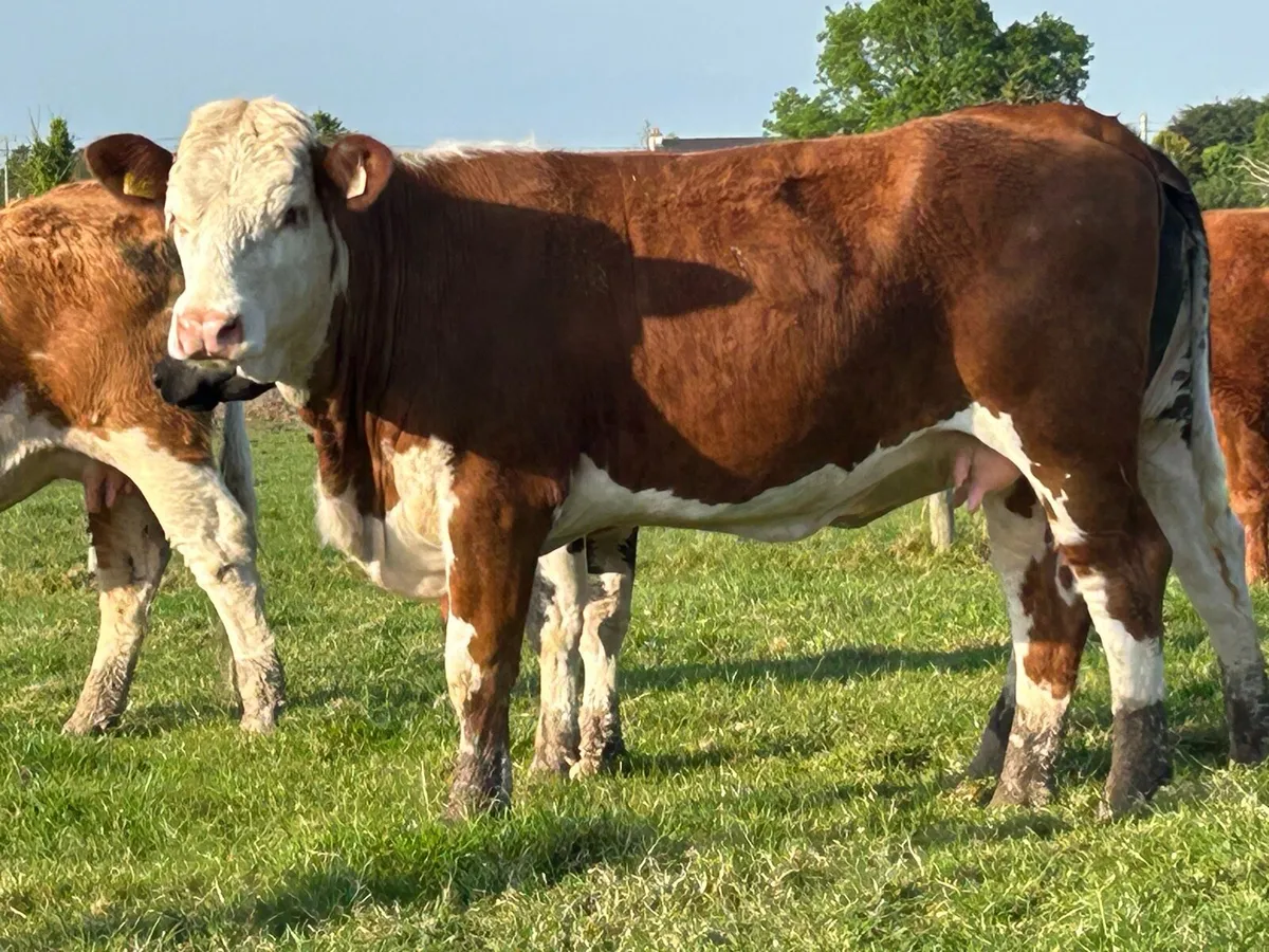 2 smashing incalf heifers - Image 1