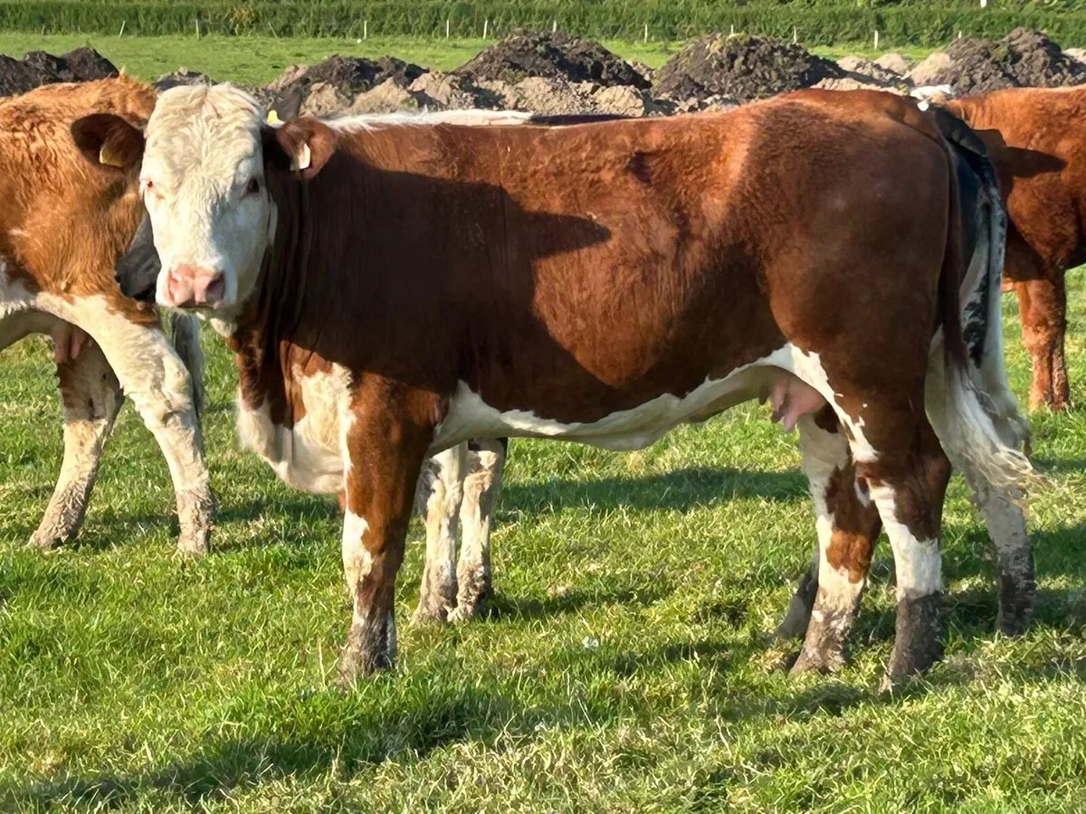 2 smashing incalf heifers - Image 2