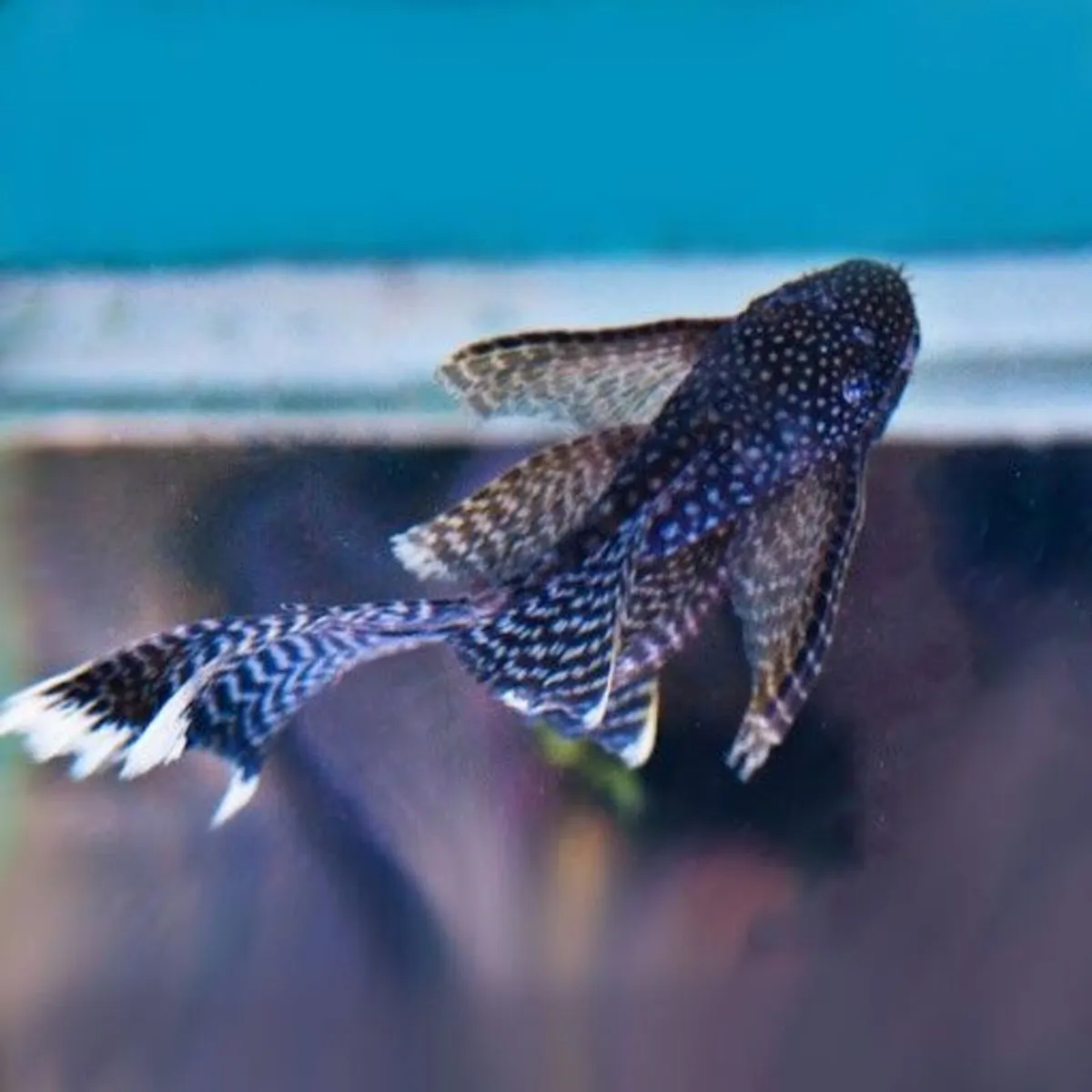 Longfin Plecos / Ancistrus for Sale - Image 1