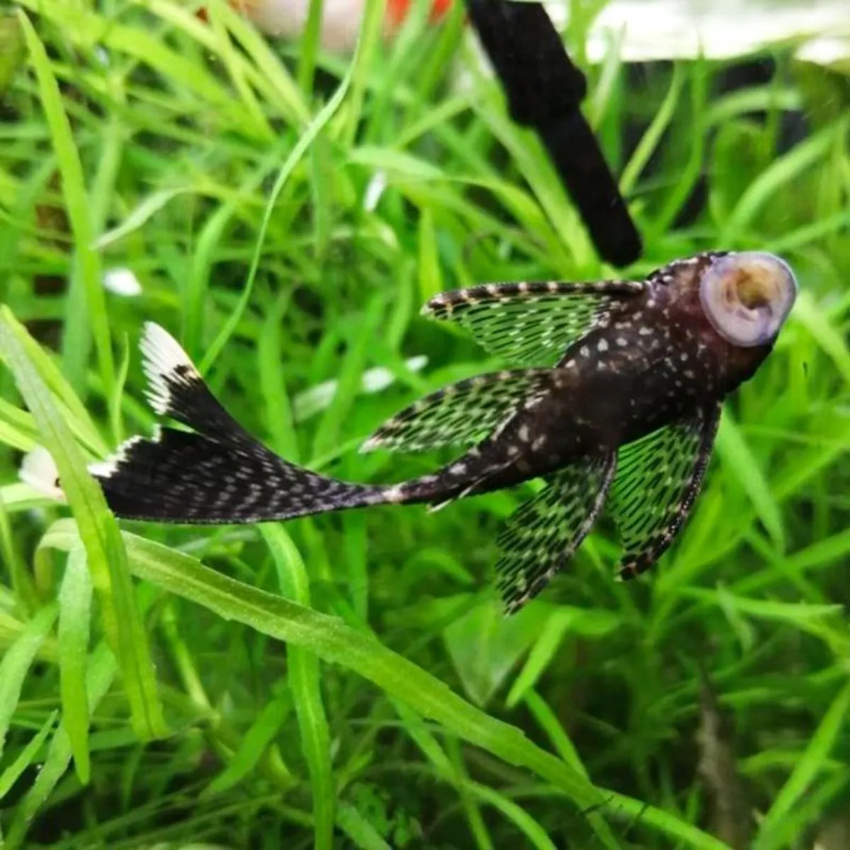 Longfin Plecos / Ancistrus for Sale - Image 2