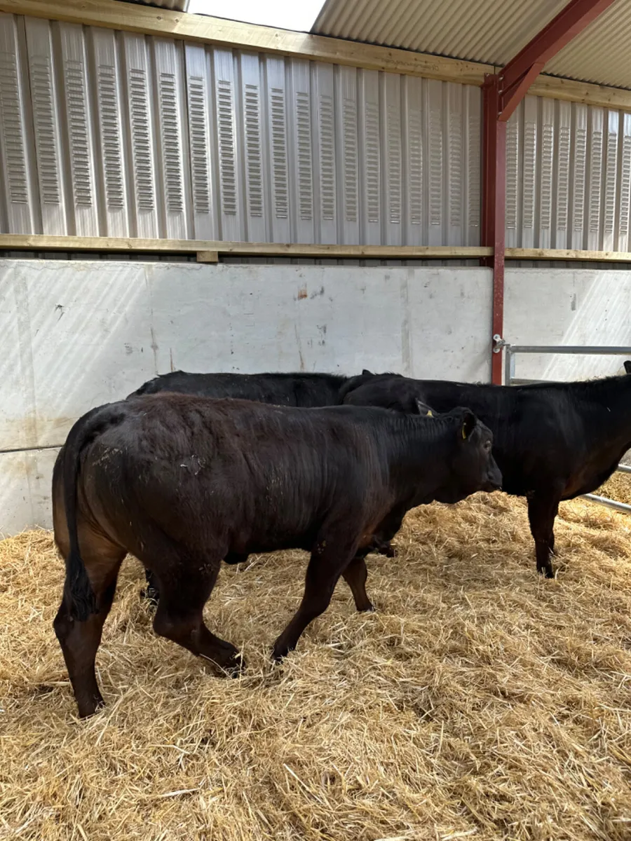 Lim heifers - Image 3