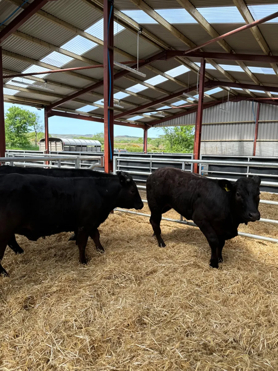 Lim heifers - Image 1