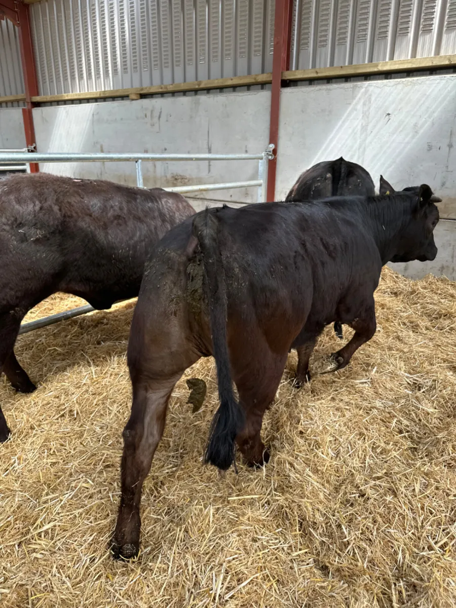 Lim heifers - Image 2
