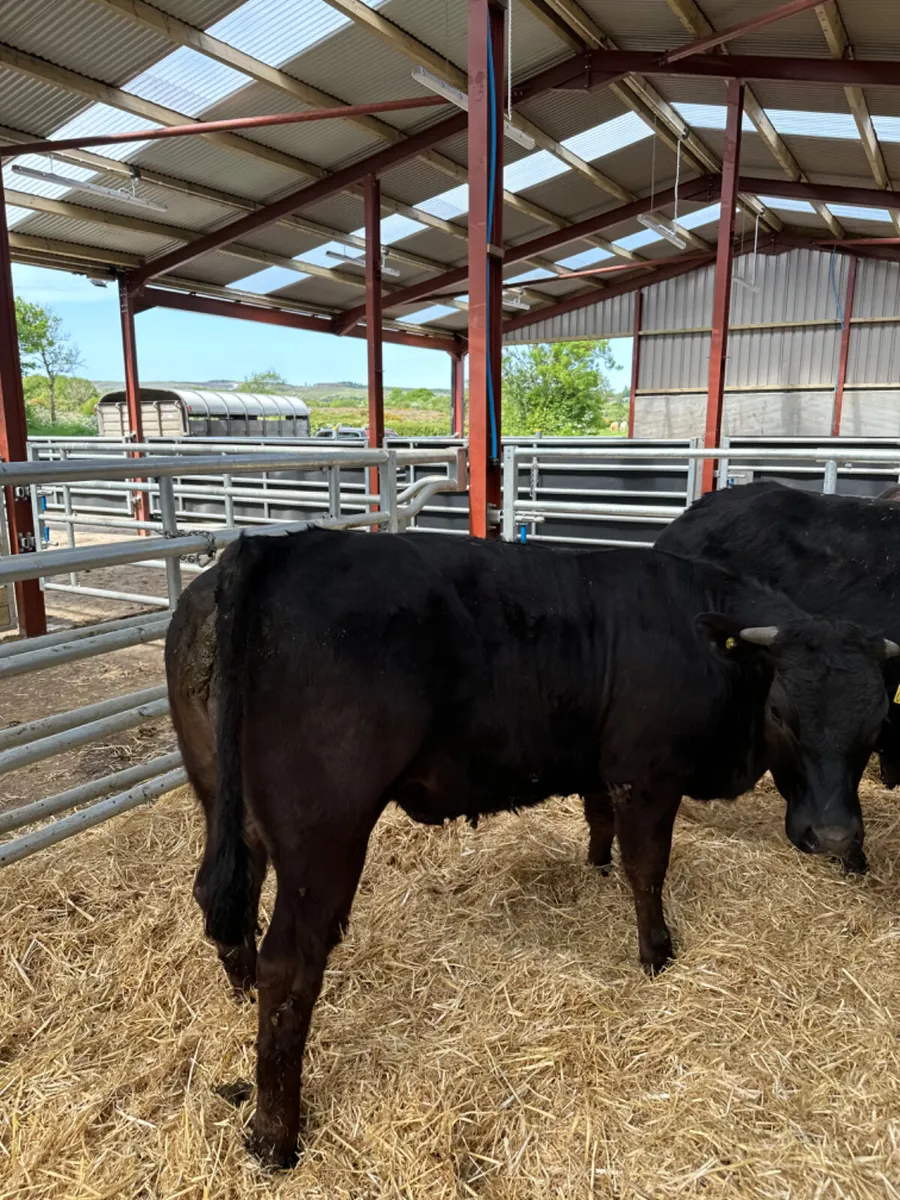 Lim heifers - Image 4