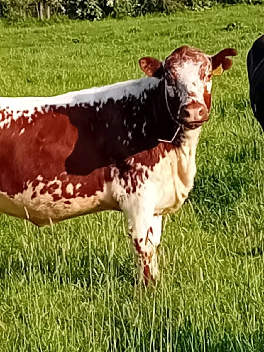 Speckled Park maiden 1Heifer - Image 1