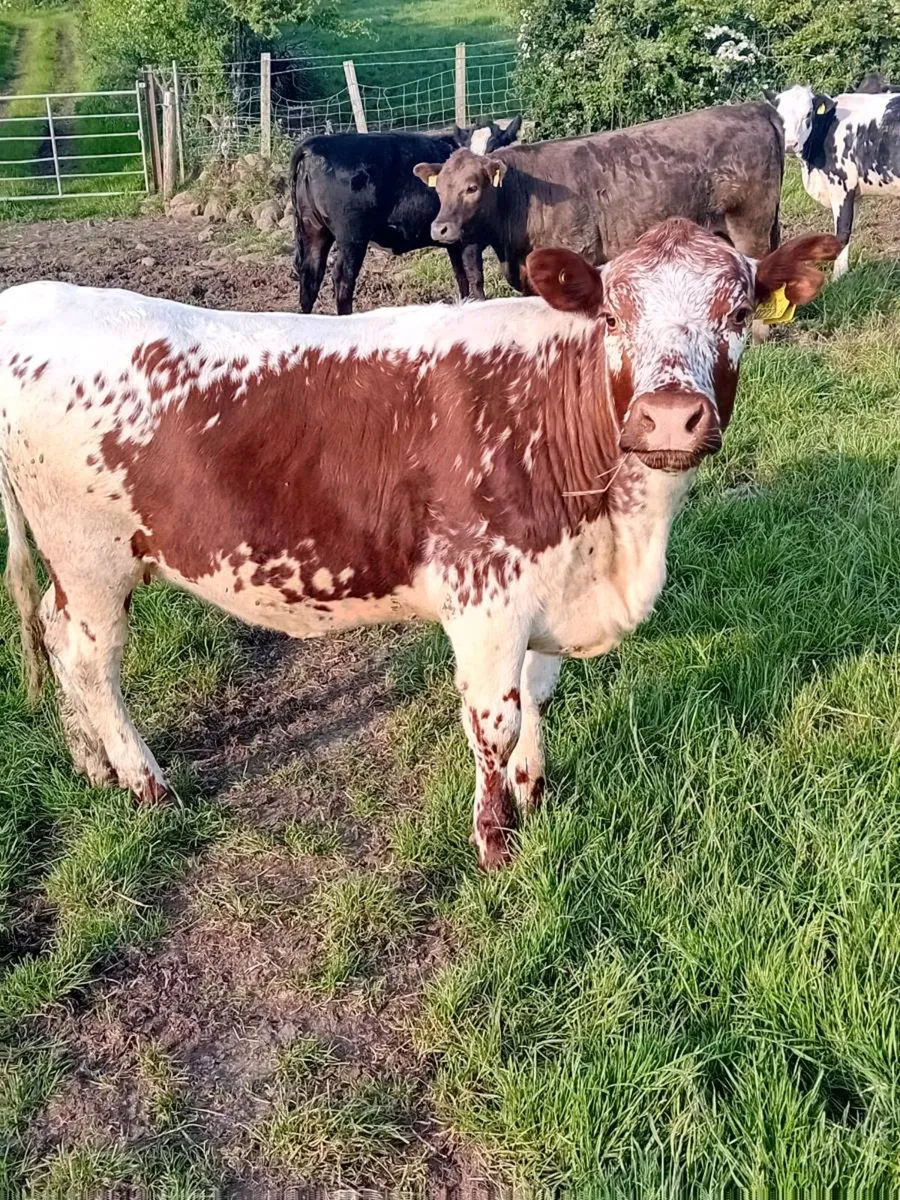 Speckled Park maiden 1Heifer - Image 2