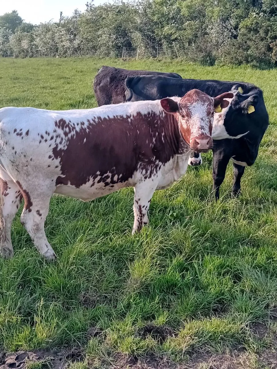 Speckled Park maiden 1Heifer - Image 3