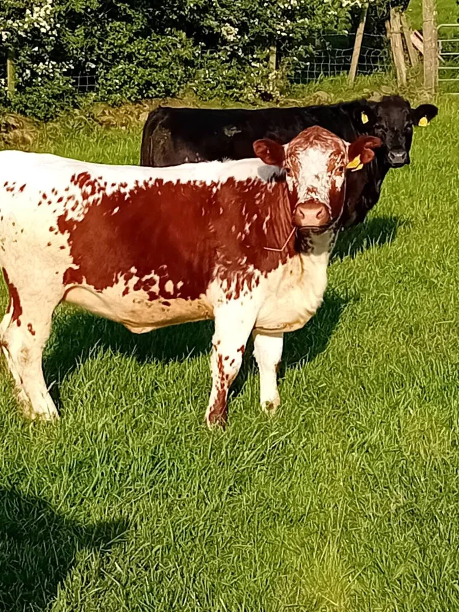 Speckled Park maiden 1Heifer - Image 4