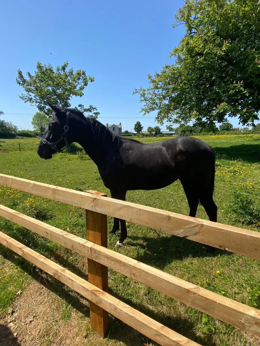 Stylish Irish Sport Horse Yearling Filly - Image 1