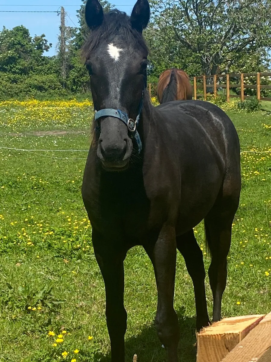 Stylish Irish Sport Horse Yearling Filly - Image 3
