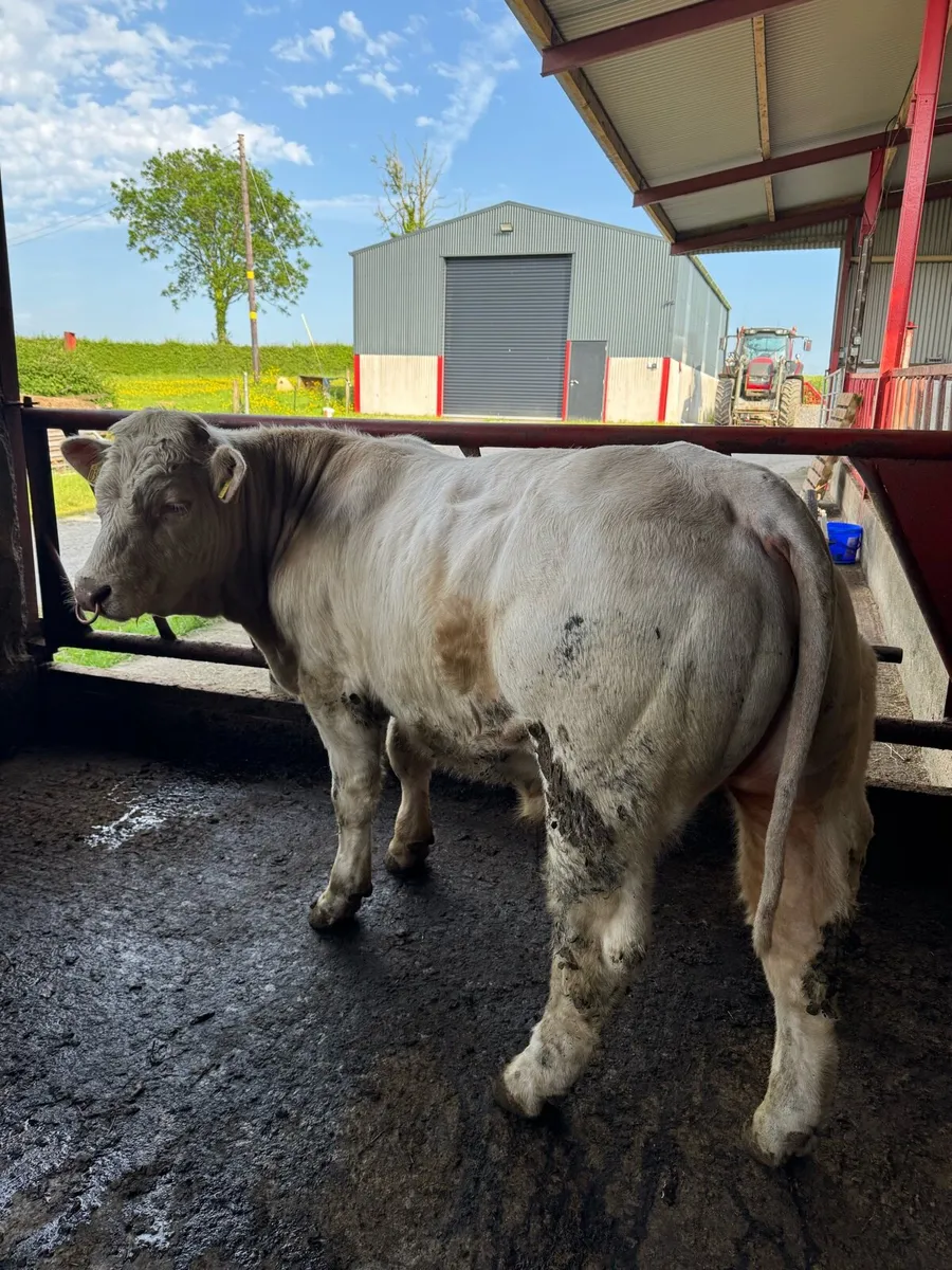 PBNR Charolais Bull - Image 3