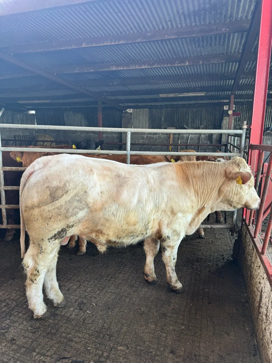 PBNR Charolais Bull - Image 4