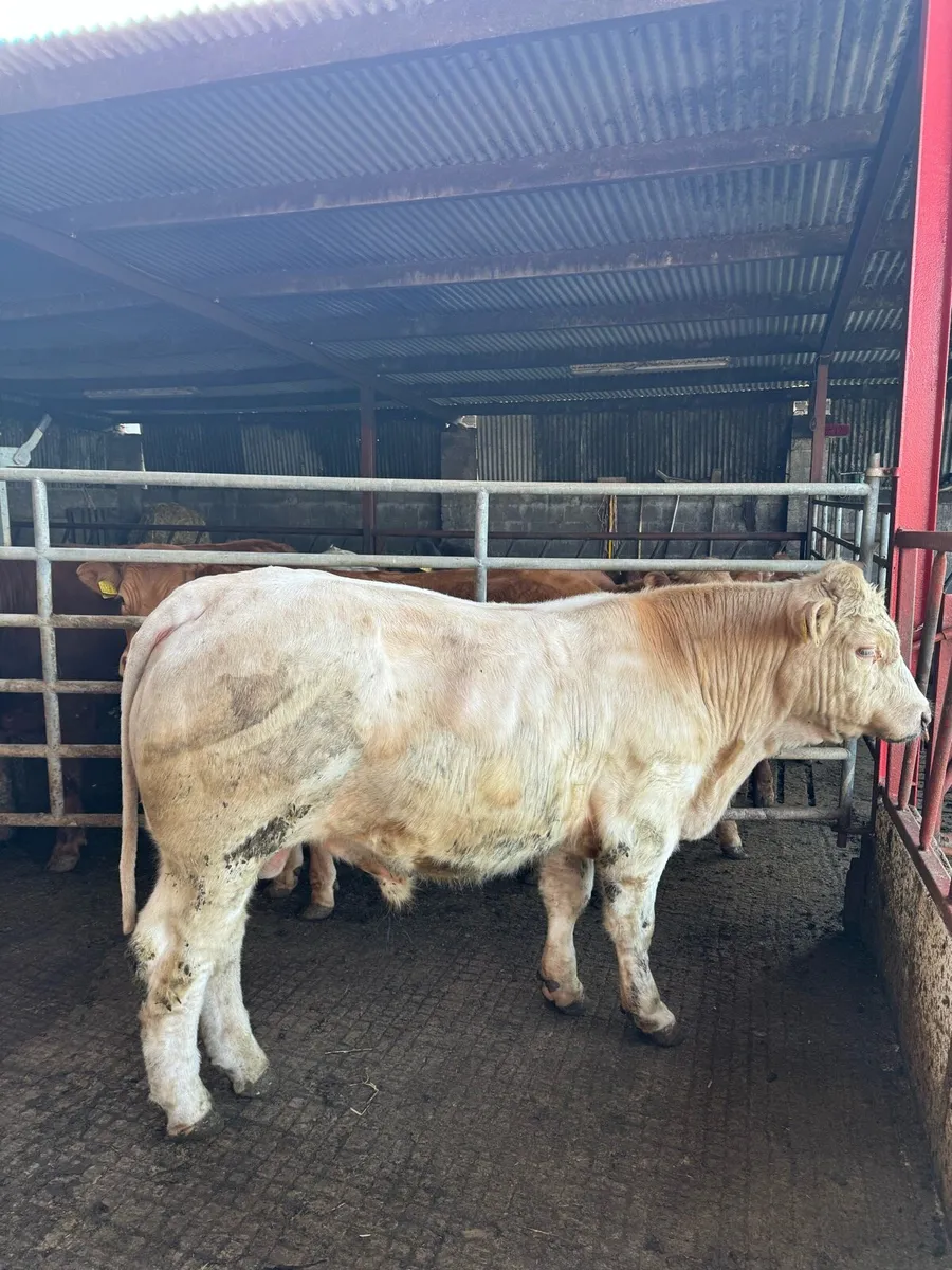 PBNR Charolais Bull - Image 1