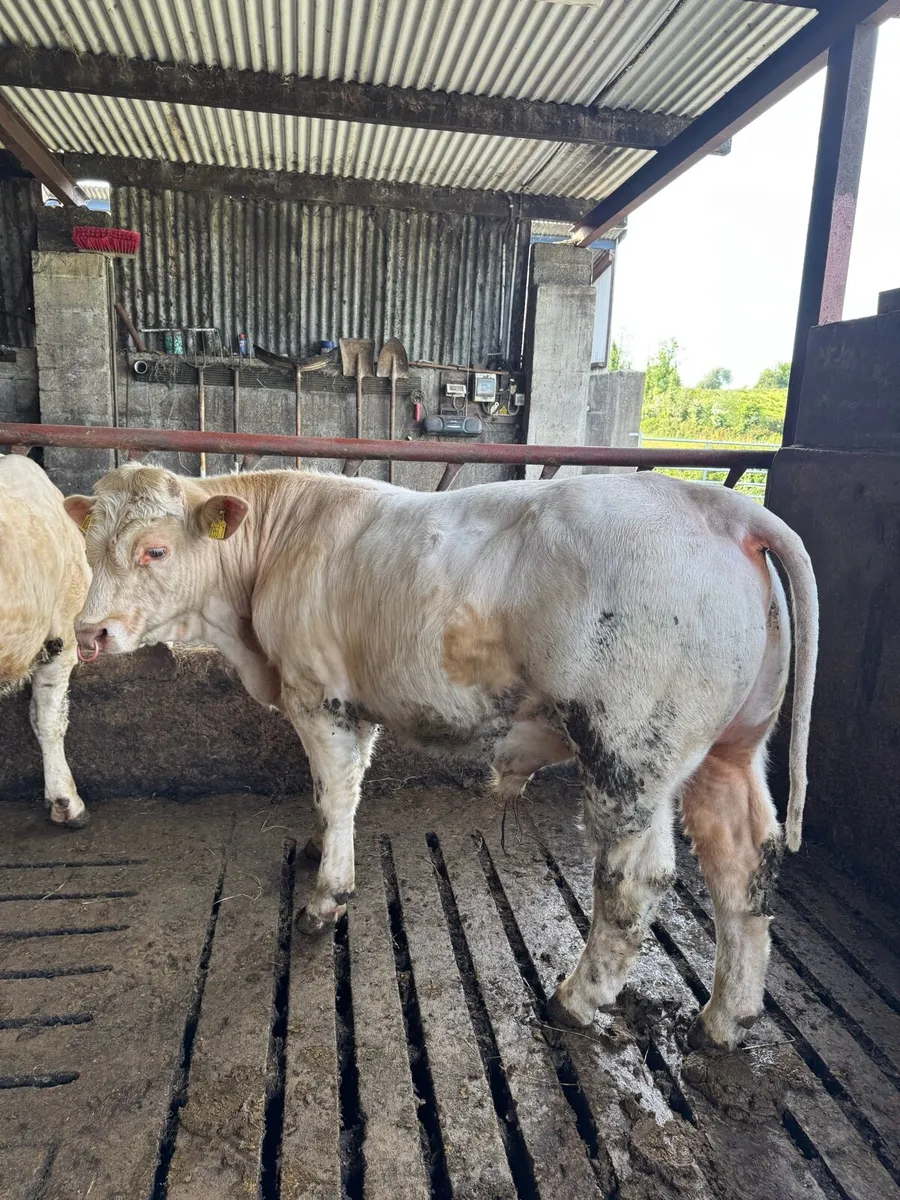 PBNR Charolais Bull - Image 2