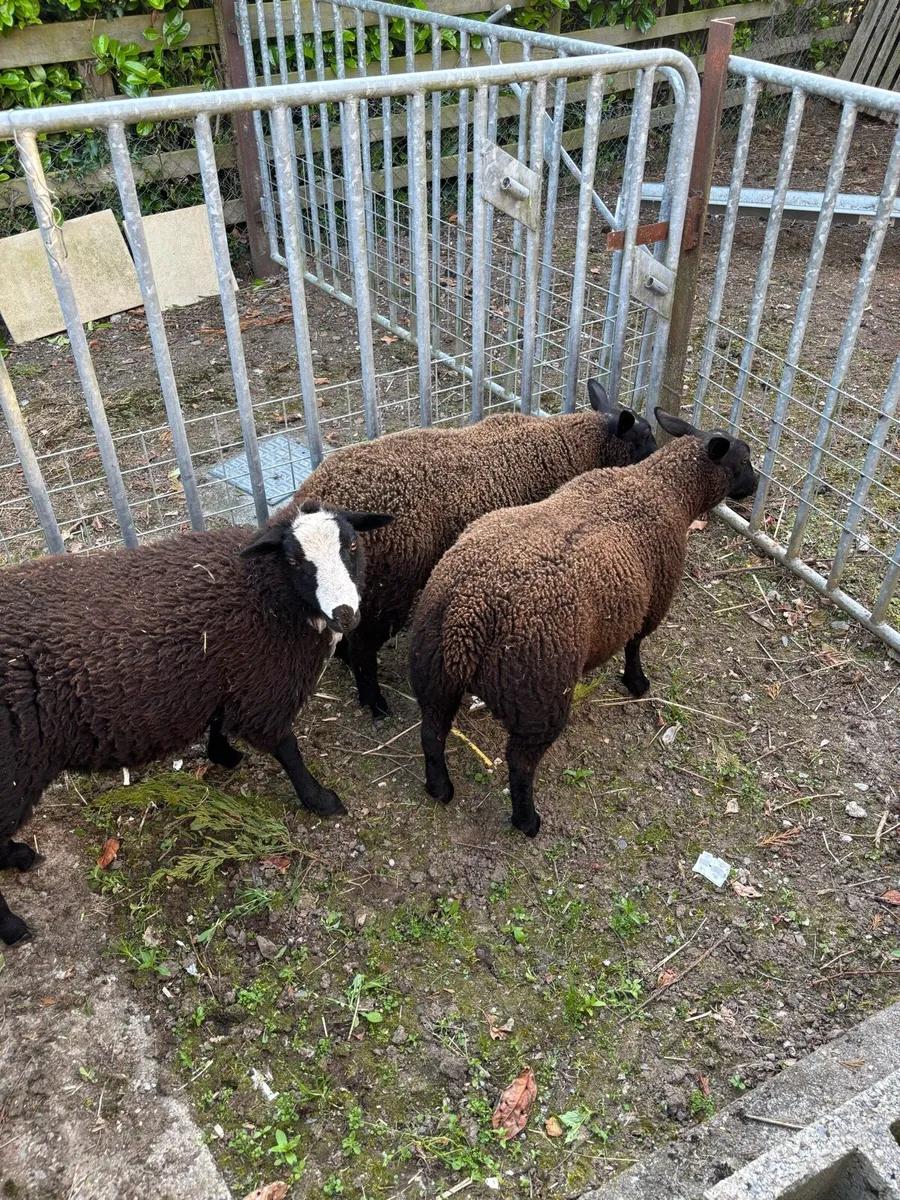 Dutch spotted  x ewe lambs - Image 1