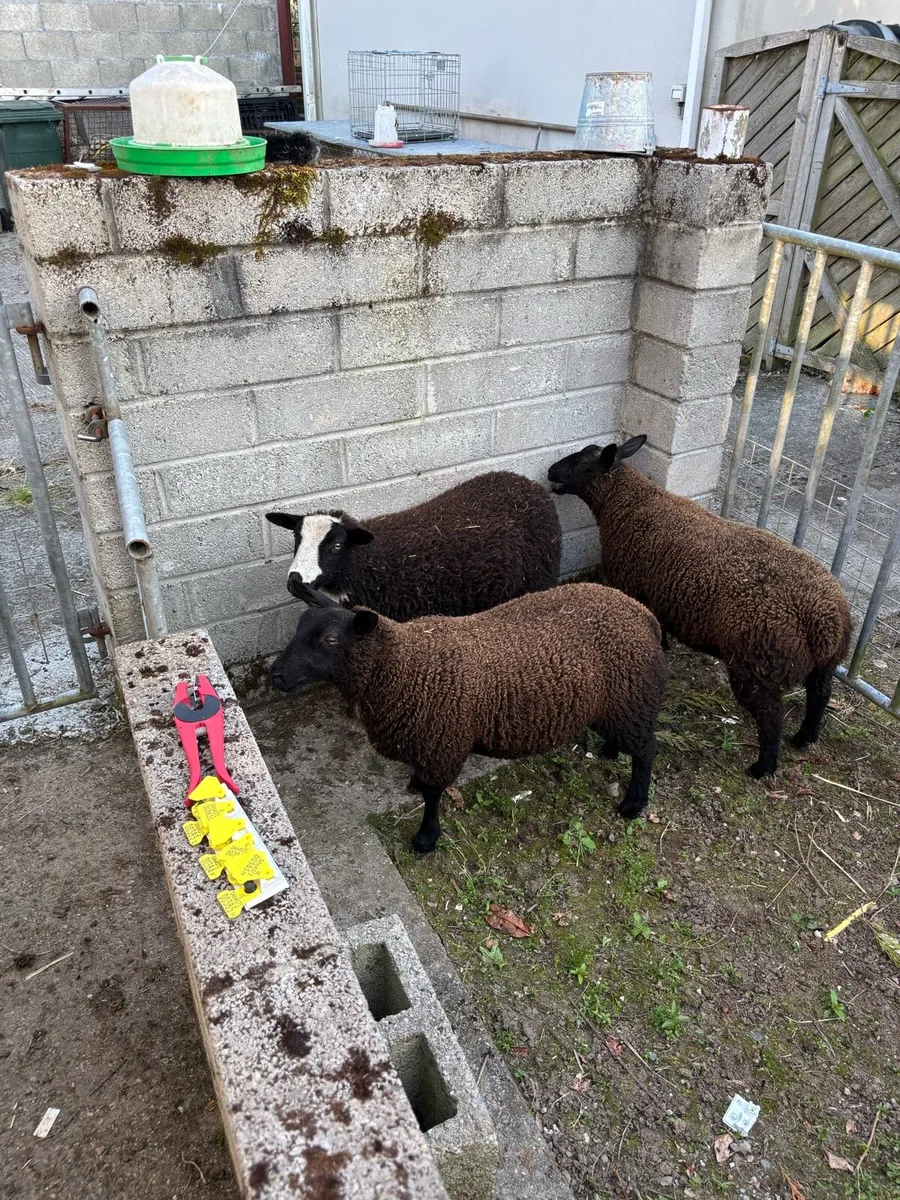 Dutch spotted  x ewe lambs - Image 2