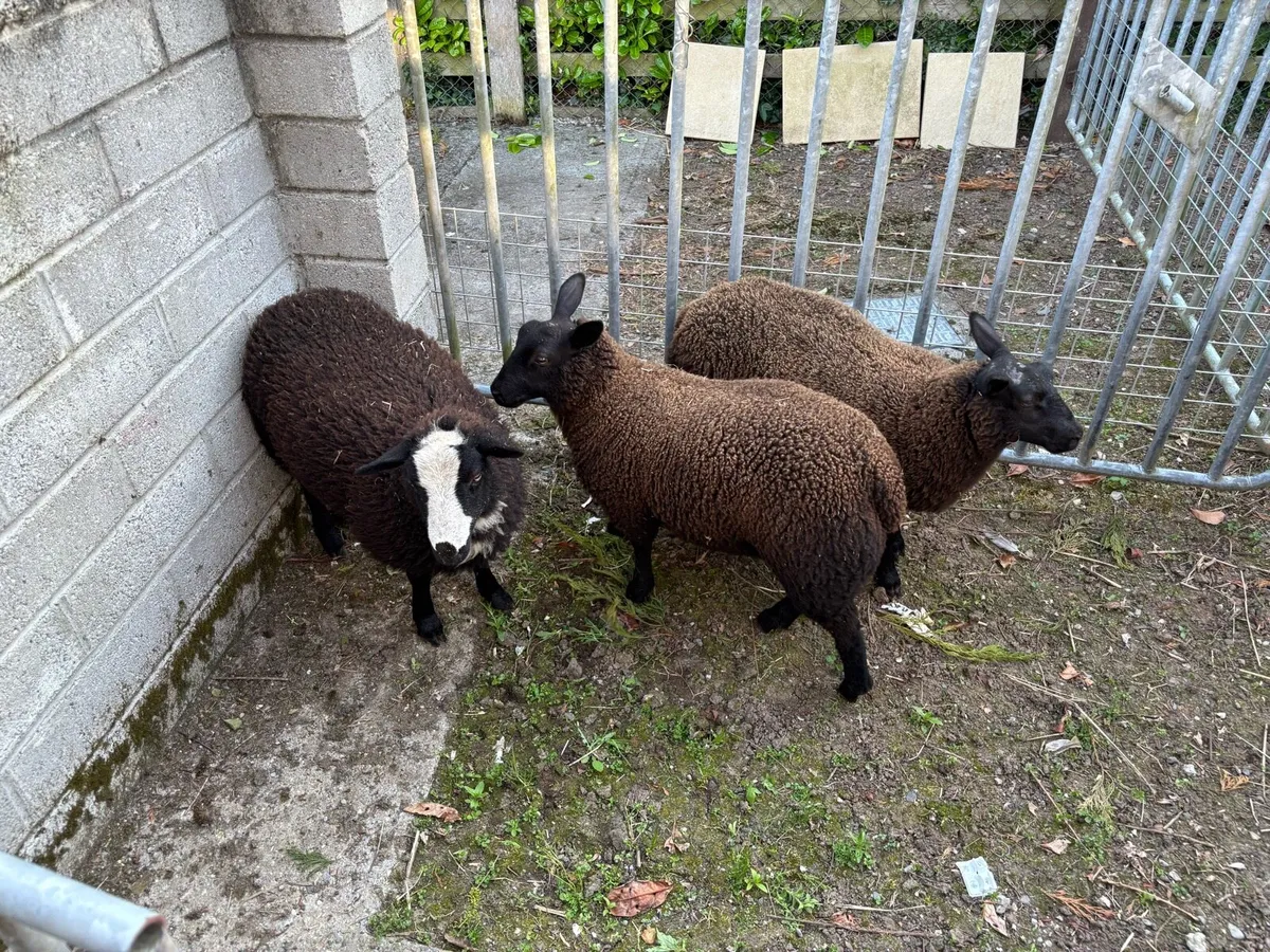 Dutch spotted  x ewe lambs - Image 3