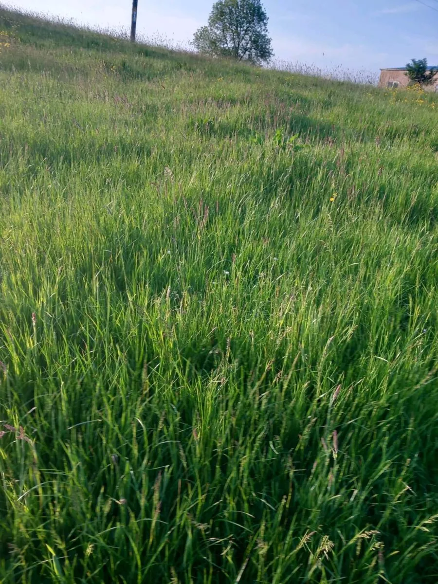 13.5 Acres Standing Meadow