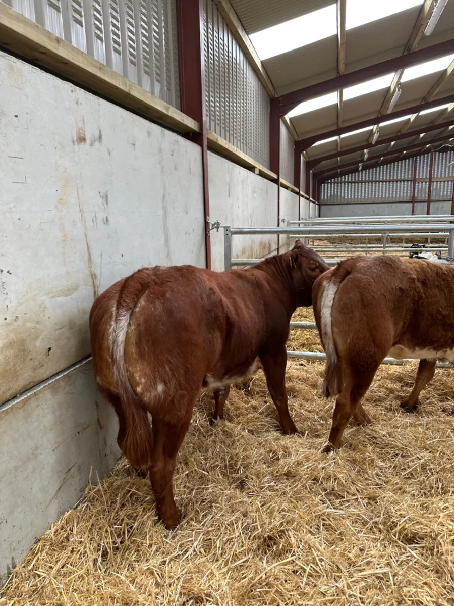 Roaned heifers - Image 3