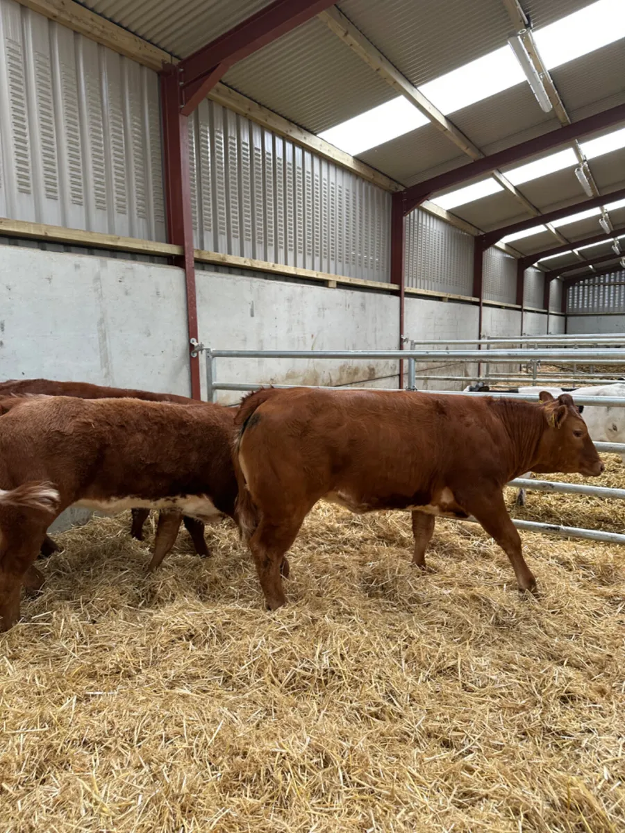 Roaned heifers - Image 2