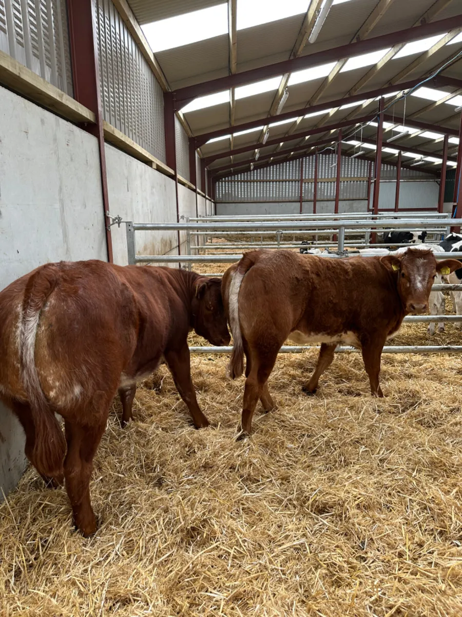 Roaned heifers - Image 4
