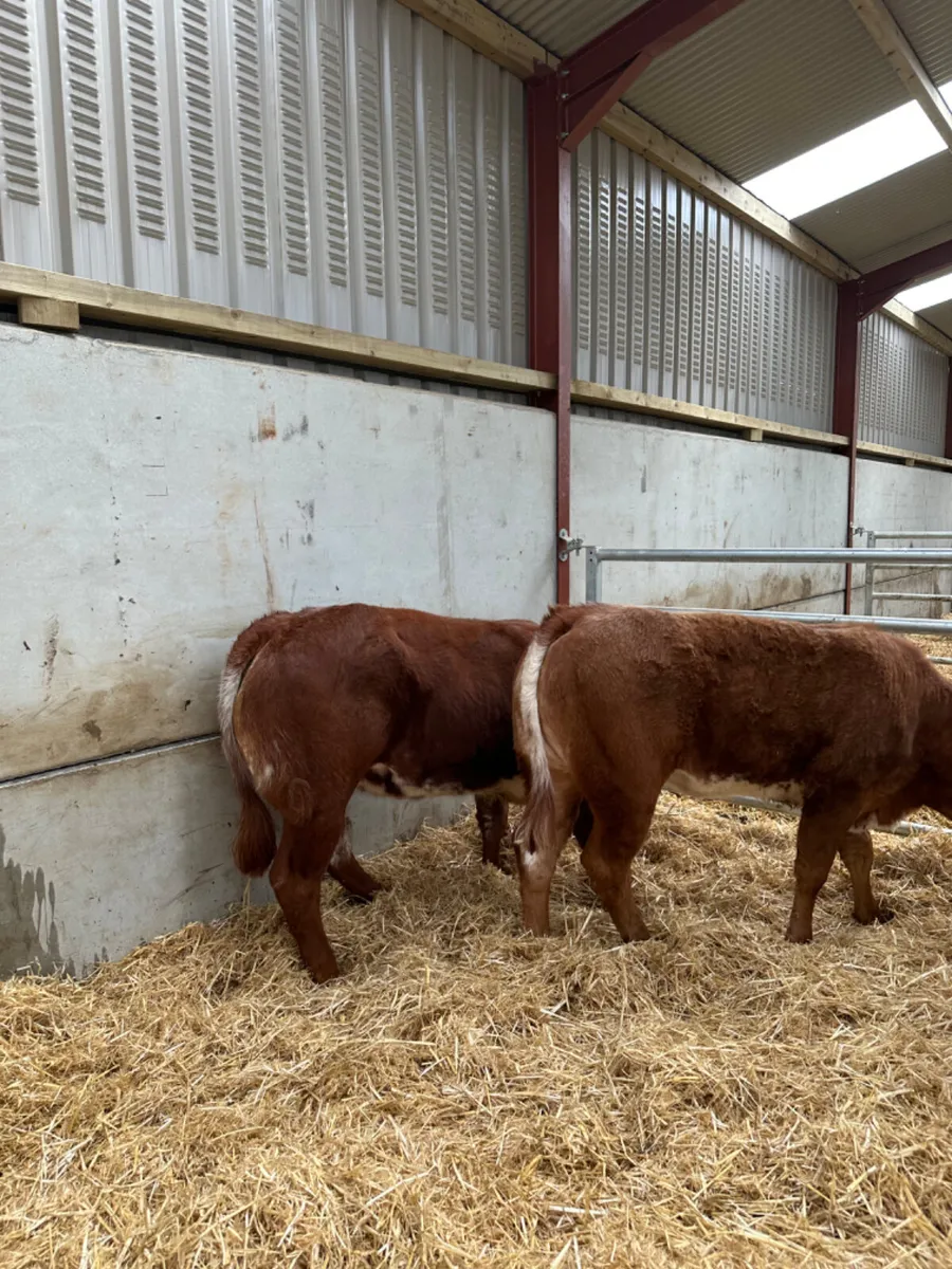 Roaned heifers - Image 1