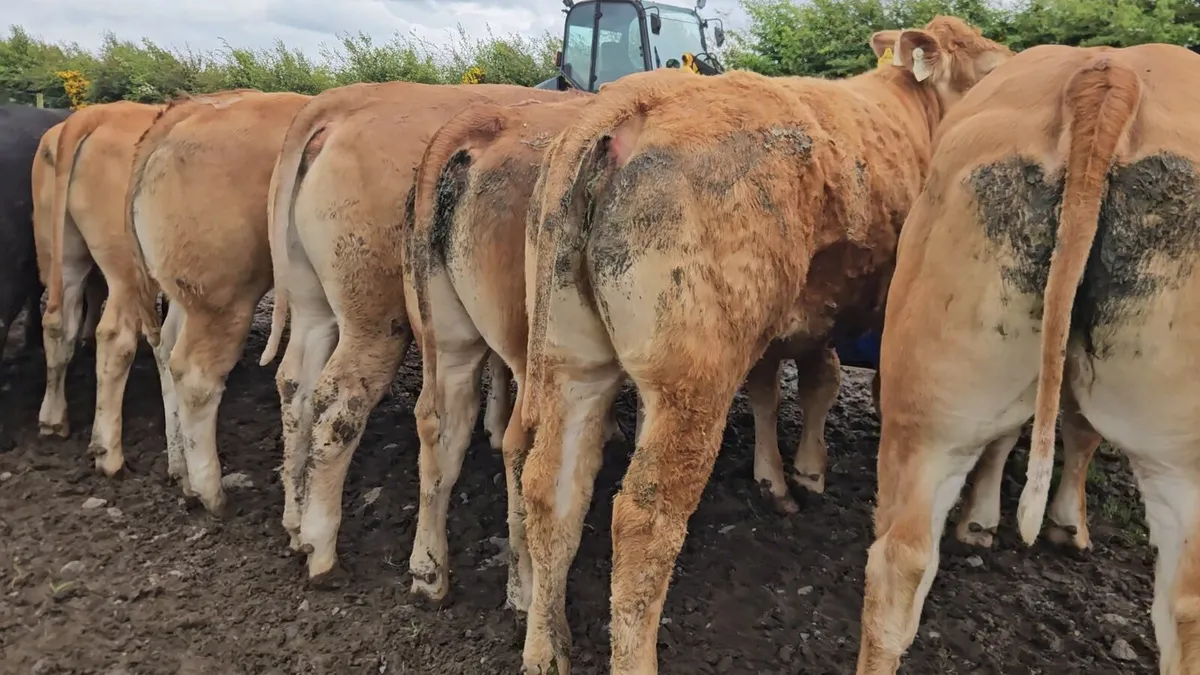 30 Super U+ Grade Limousin Heifers. - Image 1